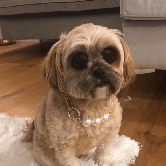 Meet your Posher, Emma - Picture 1 of 1